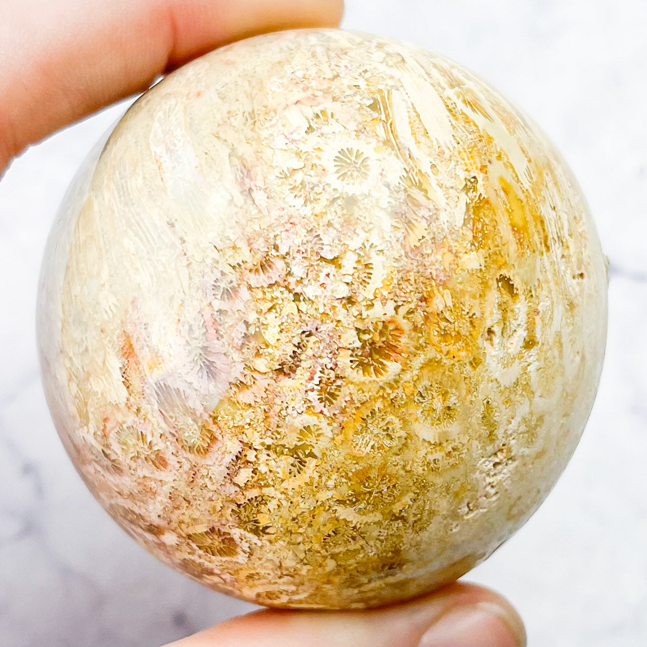 2.25 Inch Fossilized Coral Sphere A70