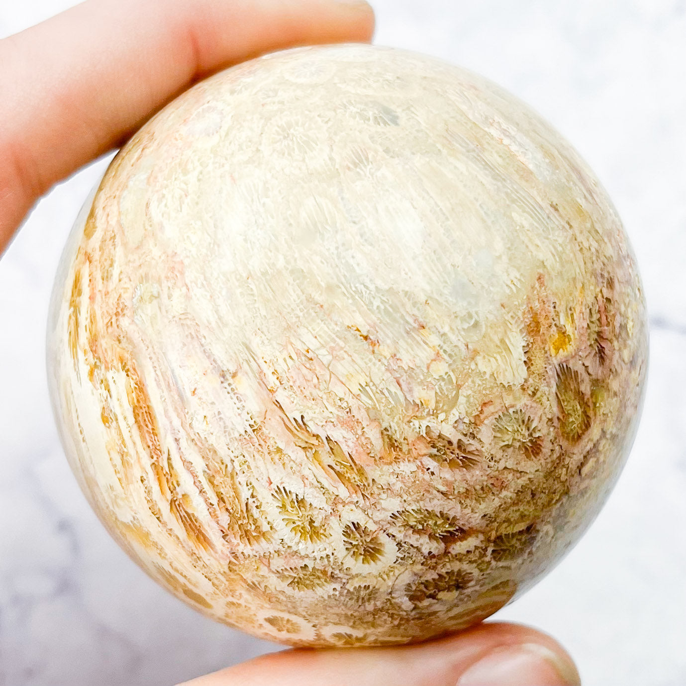 2.25 Inch Fossilized Coral Sphere A70