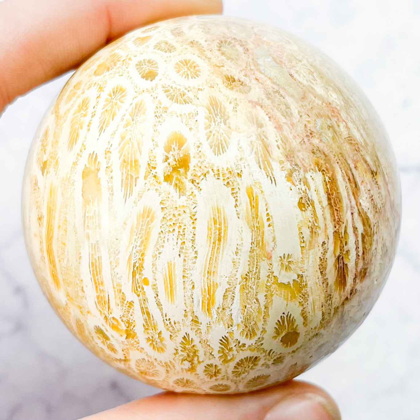2.25 Inch Fossilized Coral Sphere A70