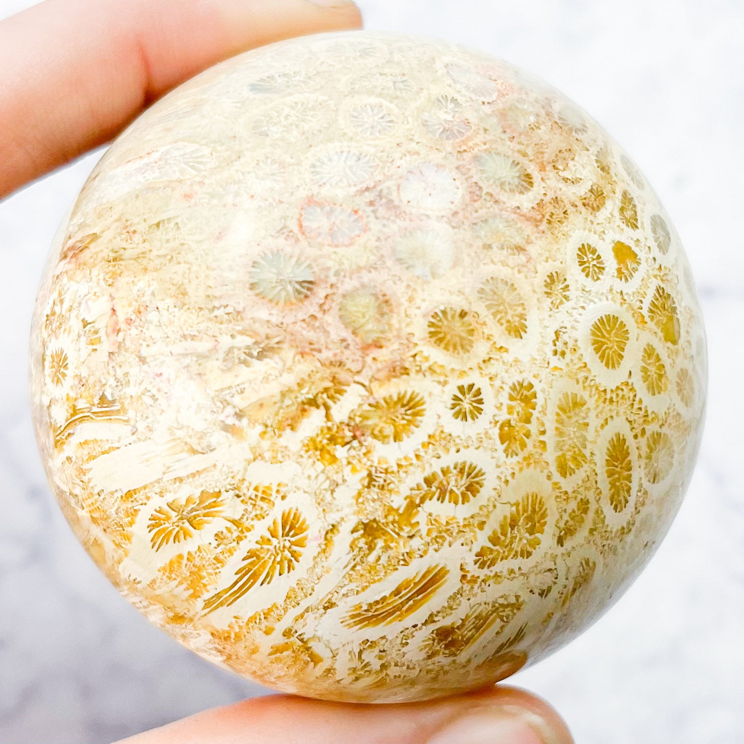 2.25 Inch Fossilized Coral Sphere A70