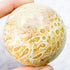2.25 Inch Fossilized Coral Sphere A70