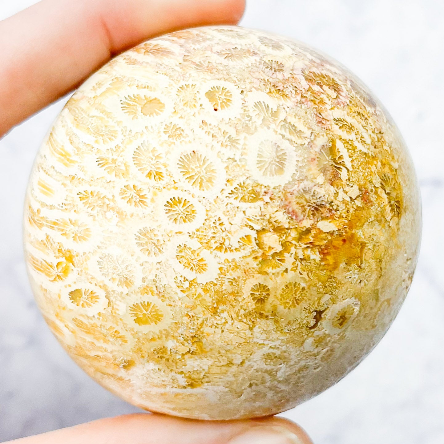 2.25 Inch Fossilized Coral Sphere A70