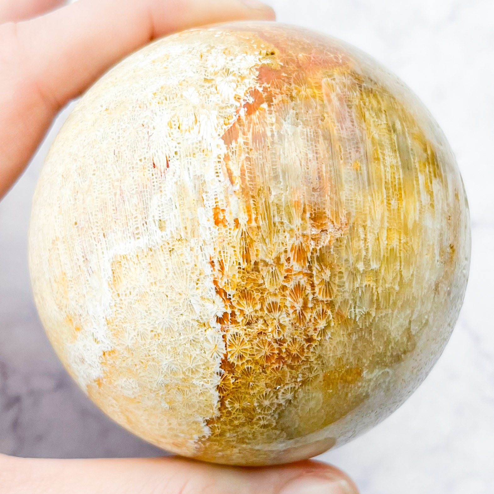 2.5 Inch Fossilized Coral Sphere D117