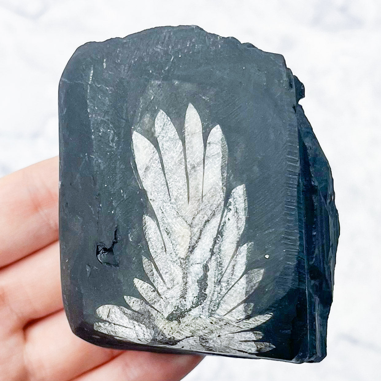 Chrysanthemum Stone Specimen S42