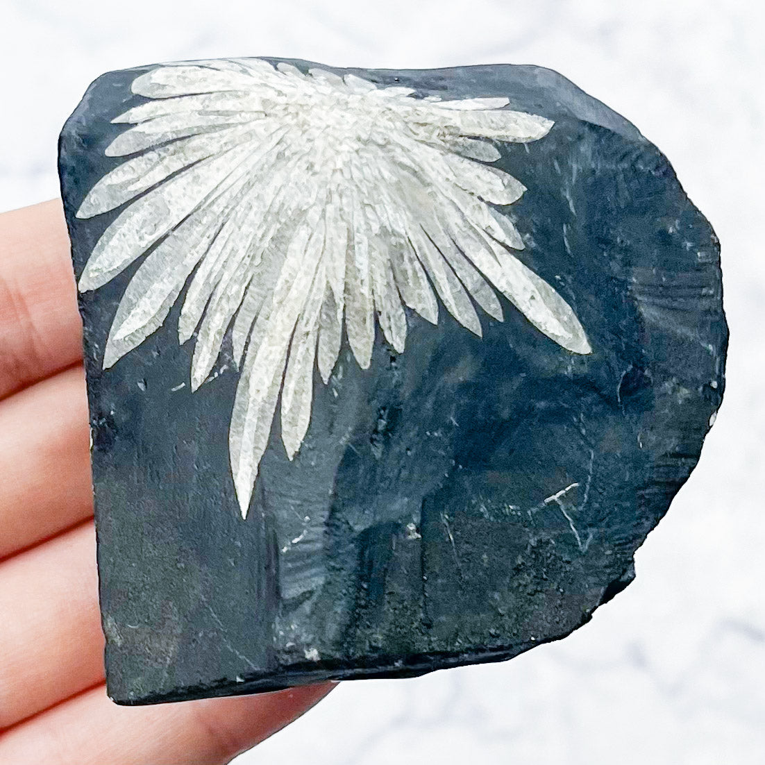 Chrysanthemum Stone Specimen W36