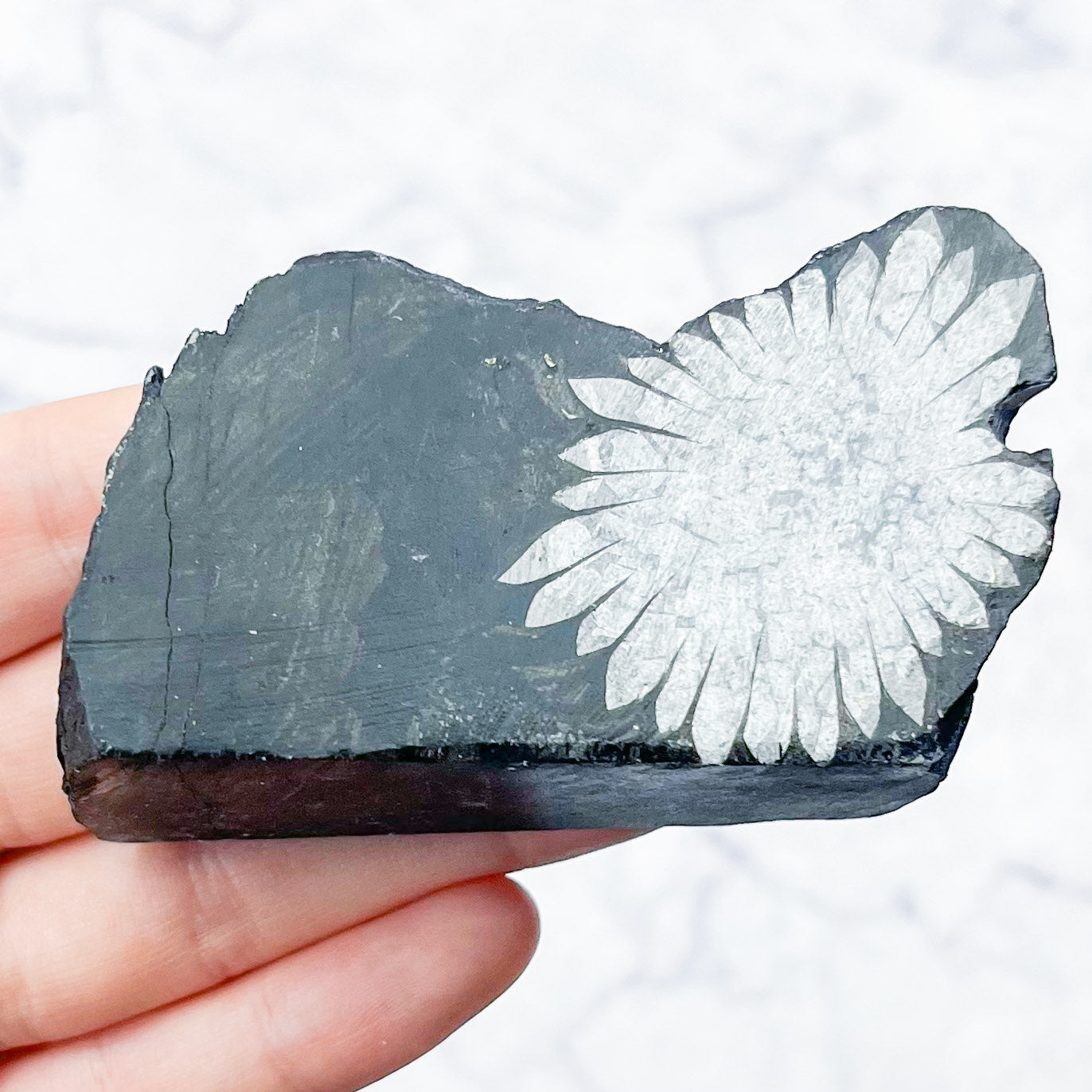 Chrysanthemum Stone Specimen D26