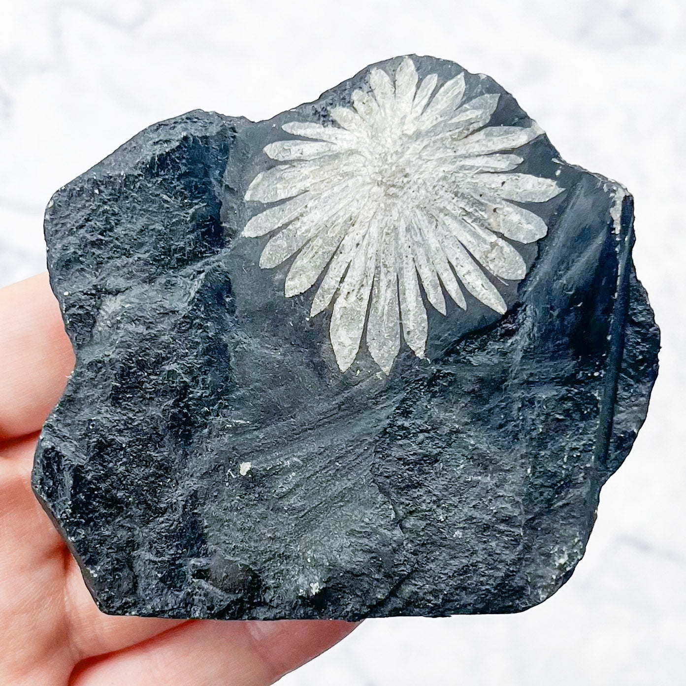 Chrysanthemum Stone Specimen A20