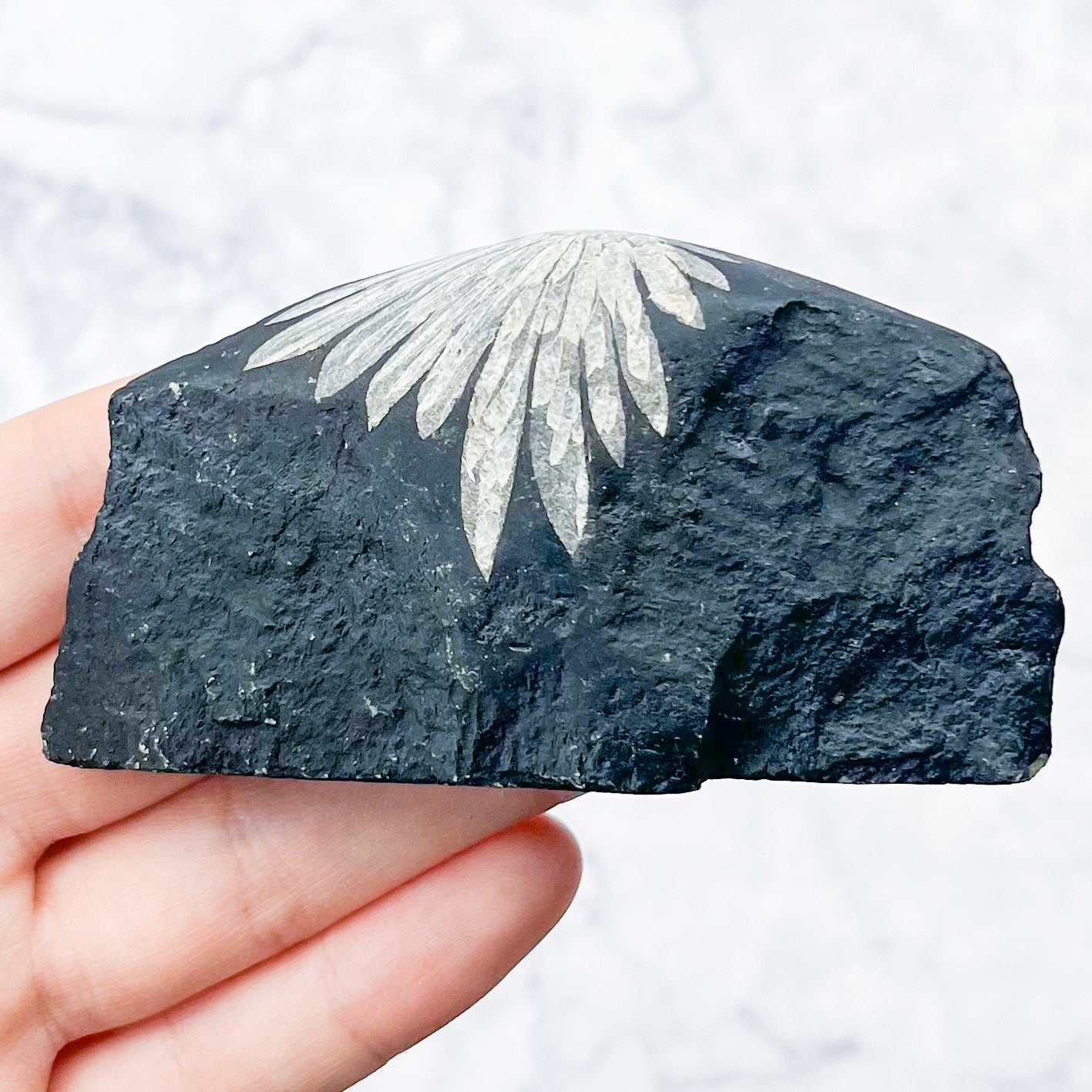 Chrysanthemum Stone Specimen E20
