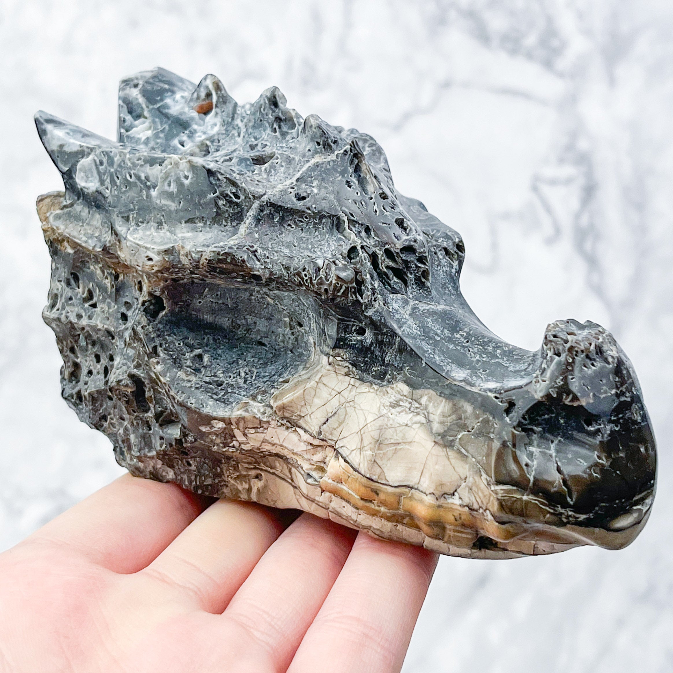 Petrified Wood Dragon Skull C130