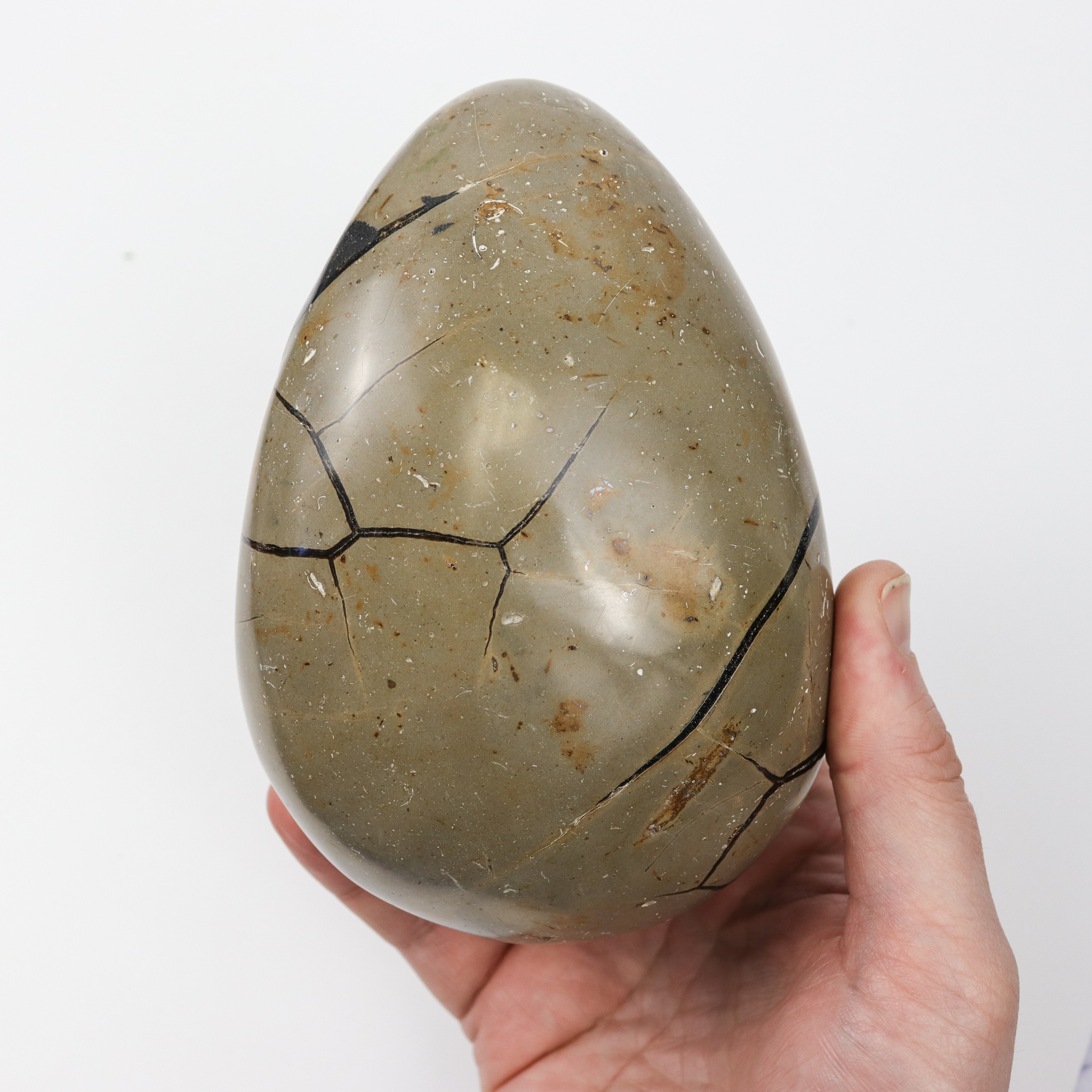 6 Inch Septarian Egg T98